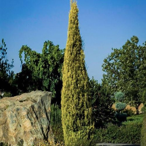 Tall green tree in a garden setting with a clear blue sky