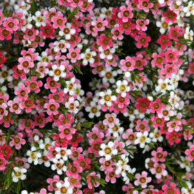 Close-up of pink and white flowers with a blurred background
