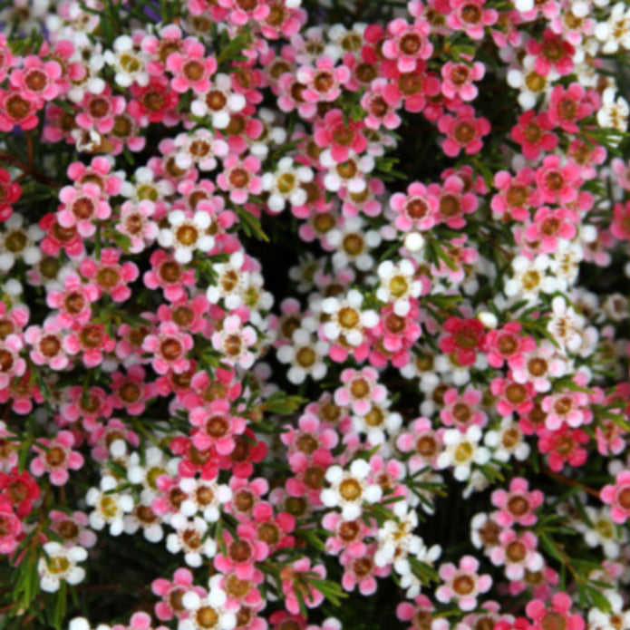 Close-up of pink and white flowers with a blurred background