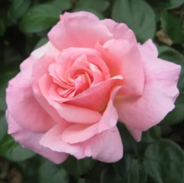 SMOOTH SWEET JESSIKA - Bare Rooted