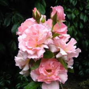Roses