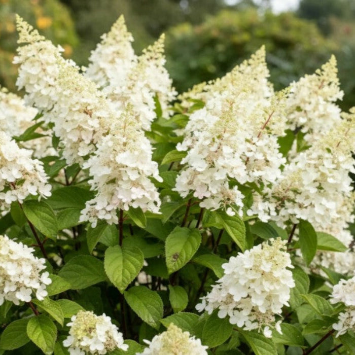 White flowers with green leaves in a natural setting
