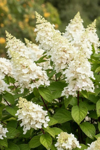 White flowers with green leaves in a natural setting