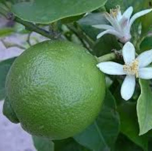 LIME TAHITIAN 165MM