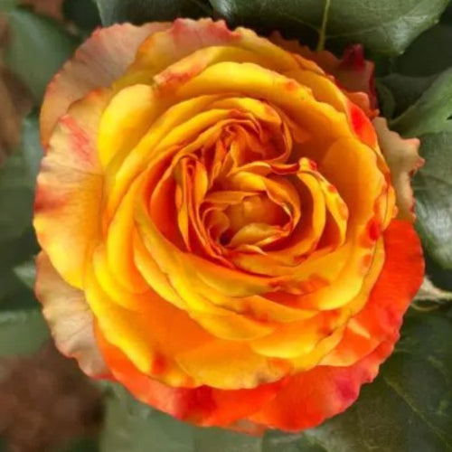 Close-up of a multicolored rose with orange and yellow petals.