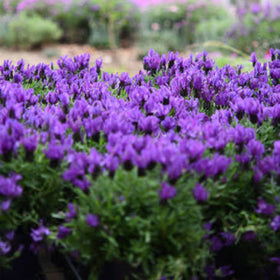 Bouquet of purple flowers with a blurred garden background