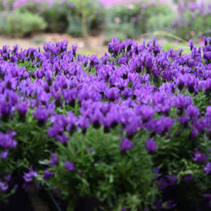 Bouquet of purple flowers with a blurred garden background