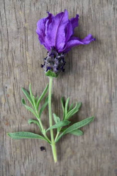 Purple lavender flower with green leaves on a wooden surface