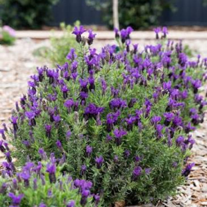 Bouquet of purple flowers with green leaves on a blurred natural background