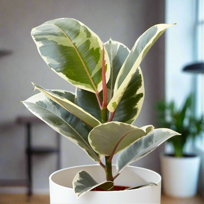 tineke ficus elastica