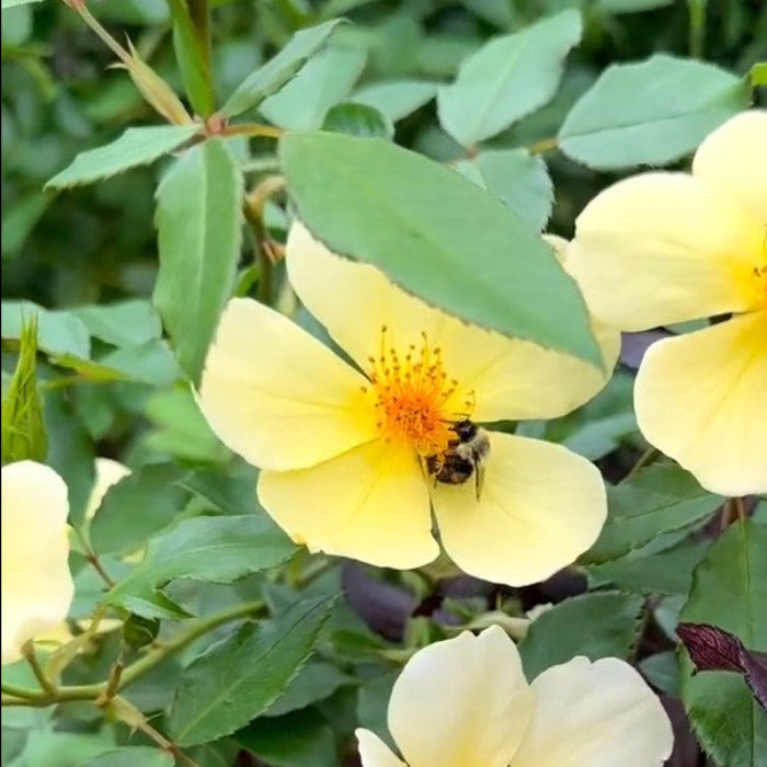 Yellow flowers with green leaves and a bee on a blurred natural background