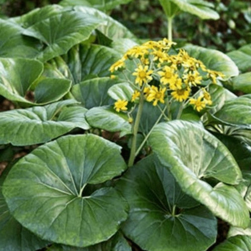 Green leaves with a cluster of yellow flowers in the center