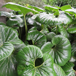 Close-up of large green leaves with a blurred natural background
