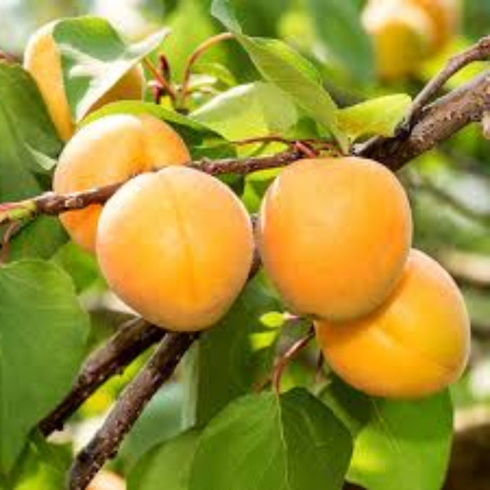 PRE ORDER - APRICOT TREVATT - BARE ROOTED