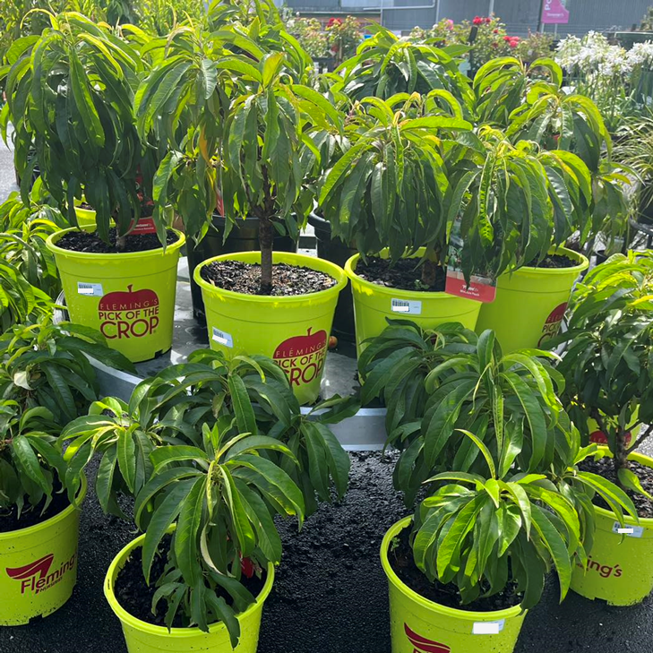 Fruit Trees Category