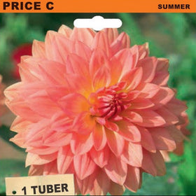 Seed packet for Dahlia Decorativa 'Urica' tubers, featuring a large photo of a pink-orange dahlia flower on a green blurred background, with orange, wood-textured, and teal label sections.