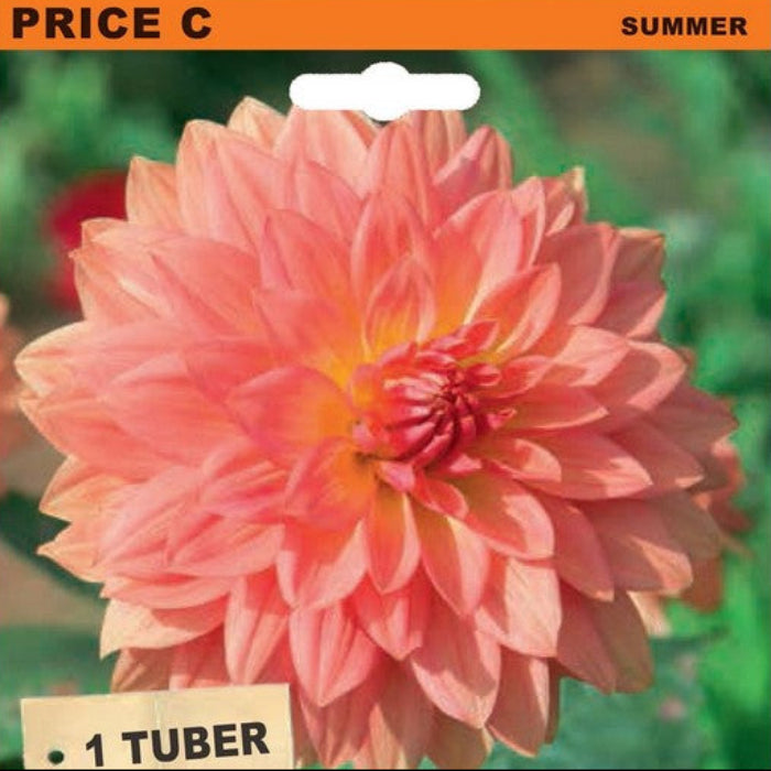Seed packet for Dahlia Decorativa 'Urica' tubers, featuring a large photo of a pink-orange dahlia flower on a green blurred background, with orange, wood-textured, and teal label sections.