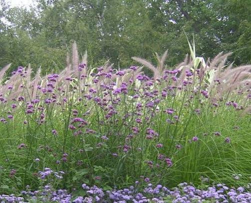 VERBENA BONARIENSIS 140MM