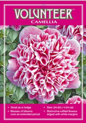 volunteer camellia label