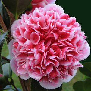 pink and white flower