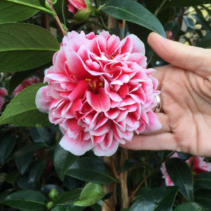 camellia flower next to a womans hand