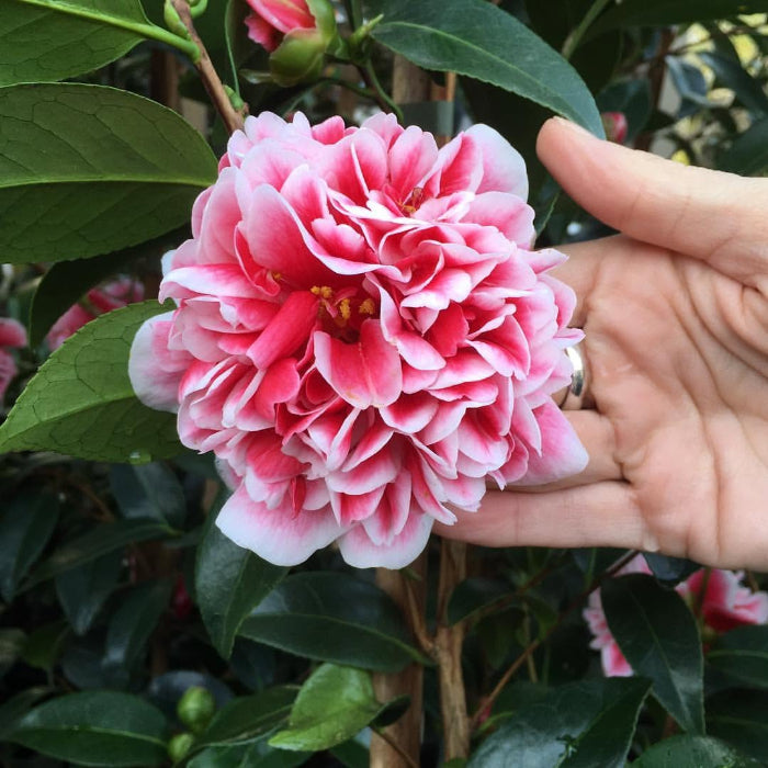 camellia flower next to a womans hand