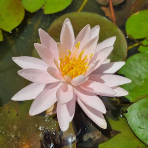 Pink water lily flower with a yellow center on green lily pads.
