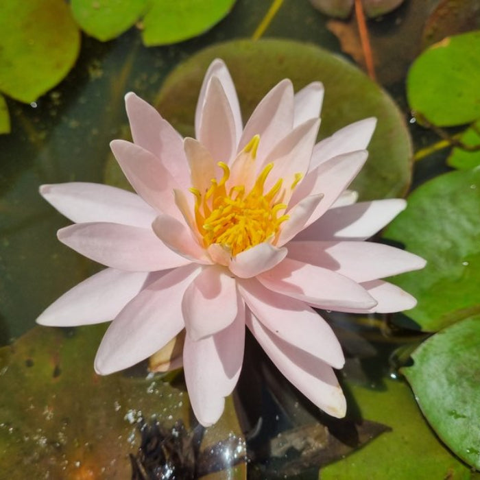 Pink water lily flower with a yellow center on green lily pads.