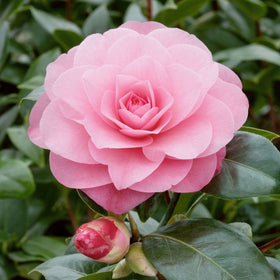 Close-up of a pink flower with a green leafy background