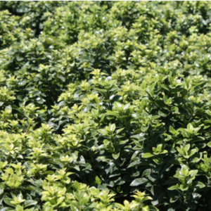 PITTOSPORUM ON PAR