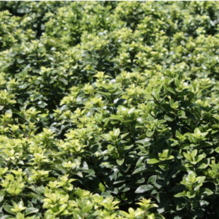 PITTOSPORUM ON PAR