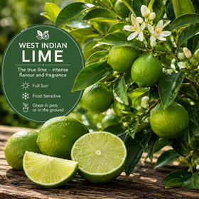 Fresh green West Indian lime fruits, including whole limes, a sliced lime showing bright green pulp, and white blossoms on a tree branch, with a dark green text circle overlay providing growing information.