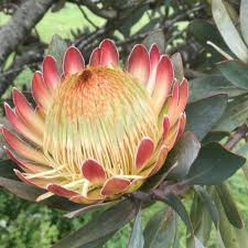 PROTEA WHITE RUBY