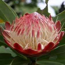 PROTEA WHITE RUBY