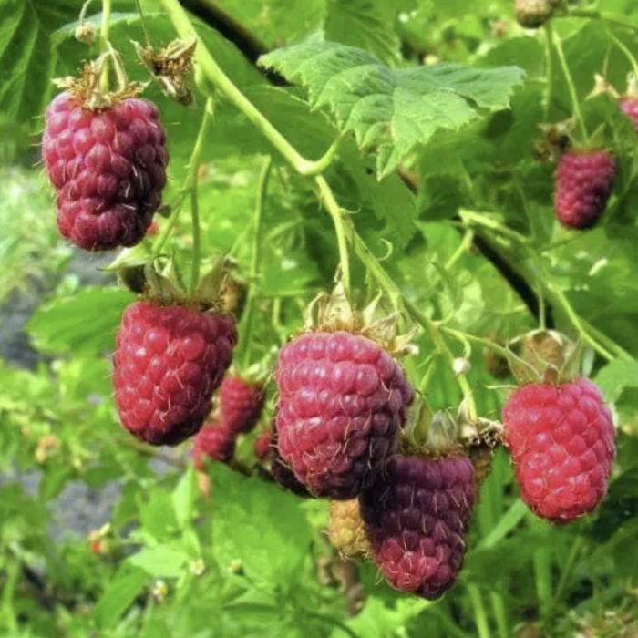 raspberry bush