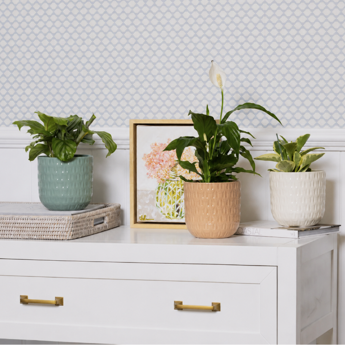 Three potted plants on a white dresser with a framed picture in the background.