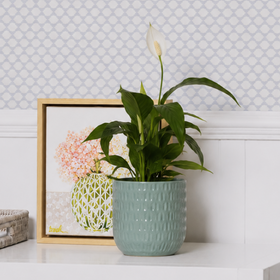 White dresser with gold handles, a plant in a green pot, and a framed picture on a light gray wall.