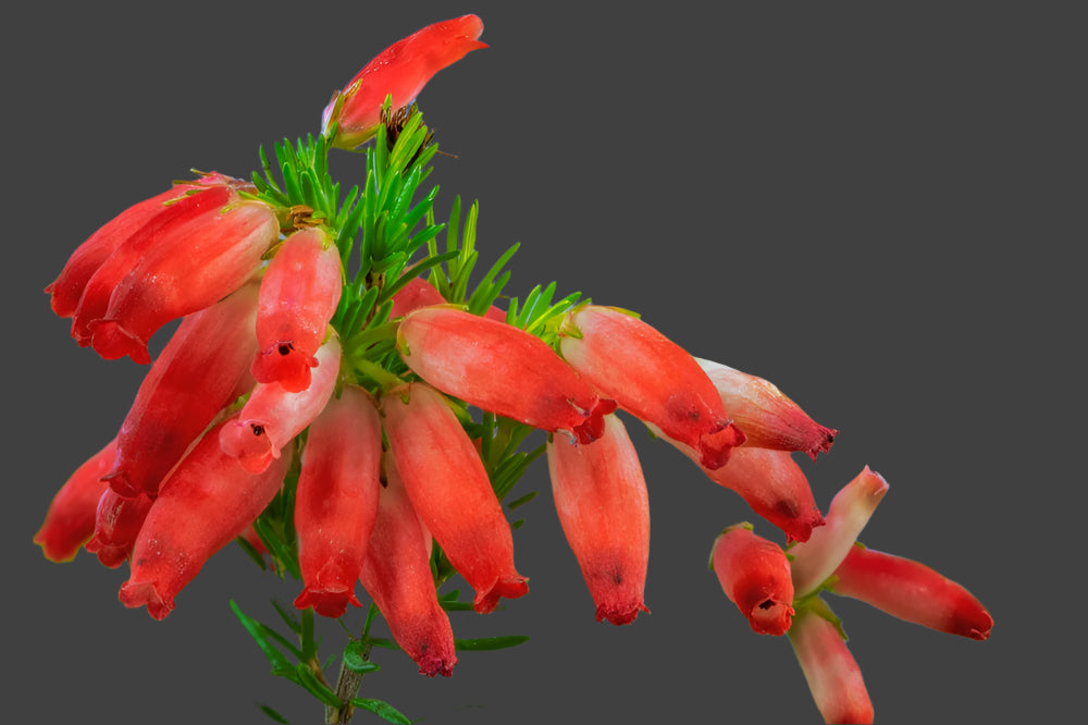 ERICA WINTER FIRE 140MM