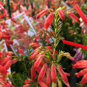 Plants