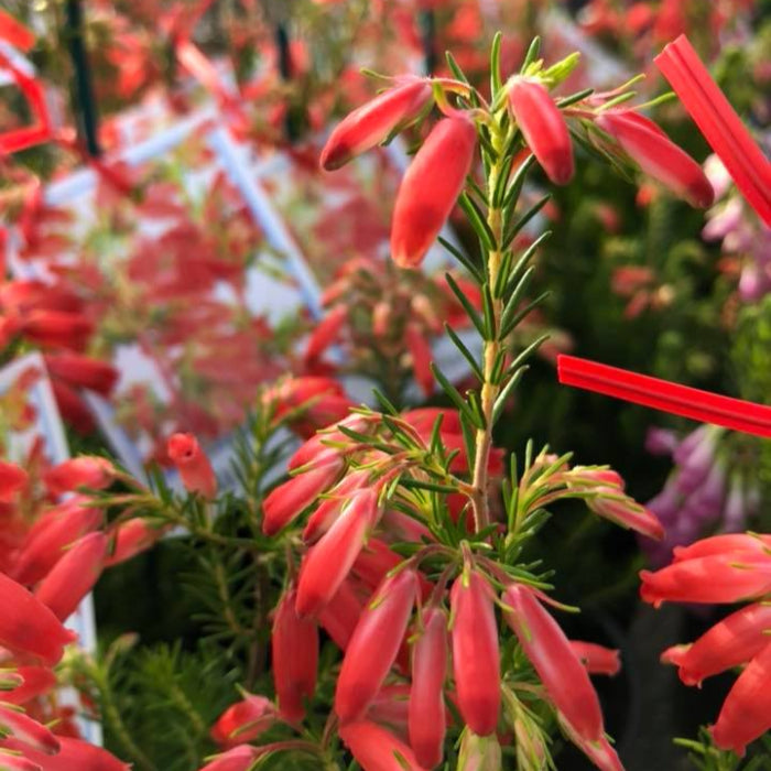 ERICA WINTER FIRE 140MM