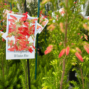 ERICA WINTER FIRE 140MM