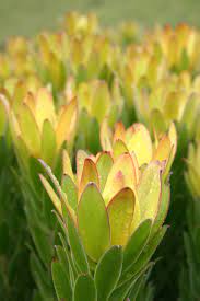 LEUCADENDRON WINTER GOLD