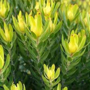 LEUCADENDRON WINTER GOLD