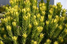 LEUCADENDRON WINTER GOLD