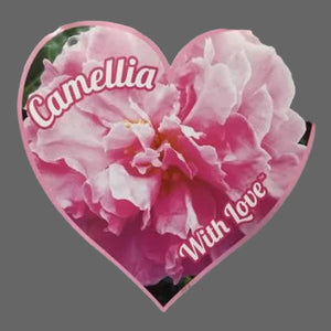 Heart-shaped card with pink camellia flower and 'Camellia With Love' text on a white background