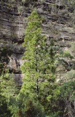 WOLLEMI PINE 250MM
