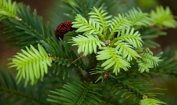 WOLLEMI PINE 250MM