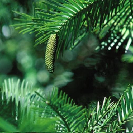 WOLLEMI PINE 250MM