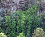 WOLLEMI PINE 250MM