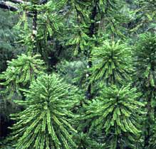 WOLLEMI PINE 250MM